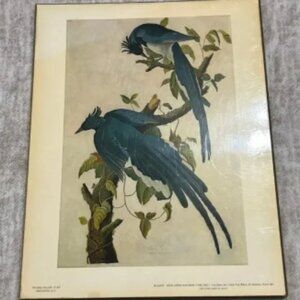 John James Audubon 1785-1851 Columbia Jay From The Birds of America Plate 96